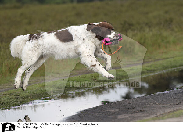 Dutch Partridge Dog / KB-14720