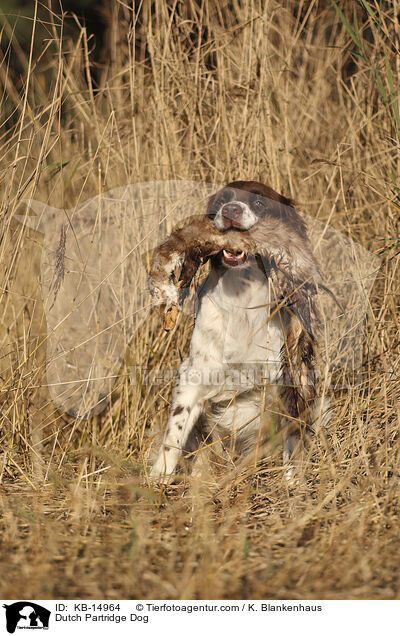 Drentsche Patrijshund / Dutch Partridge Dog / KB-14964