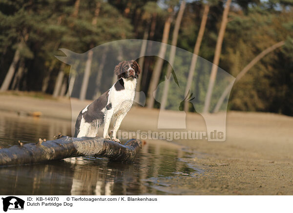 Dutch Partridge Dog / KB-14970