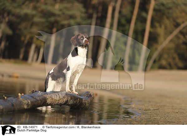 Dutch Partridge Dog / KB-14971