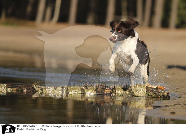 Dutch Partridge Dog / KB-14978