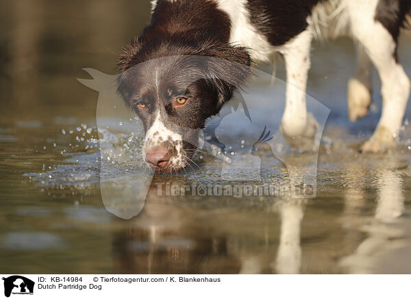 Drentsche Patrijshund / Dutch Partridge Dog / KB-14984