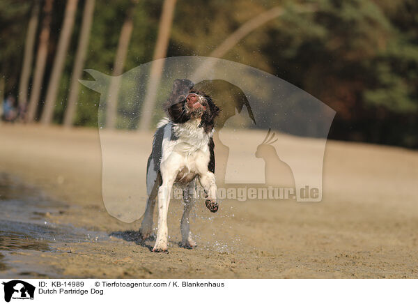 Dutch Partridge Dog / KB-14989