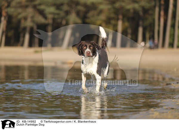Drentsche Patrijshund / Dutch Partridge Dog / KB-14992