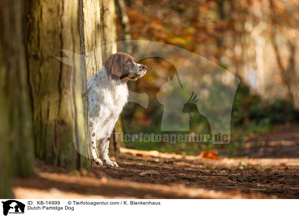 Dutch Partridge Dog / KB-14999