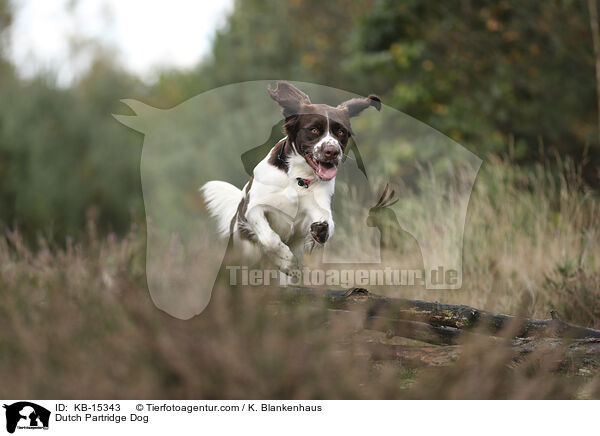Dutch Partridge Dog / KB-15343