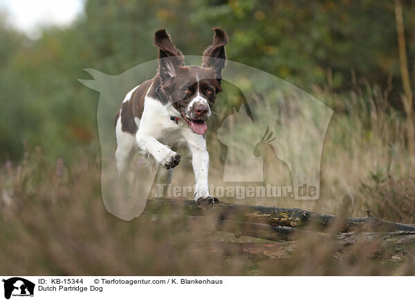 Dutch Partridge Dog / KB-15344
