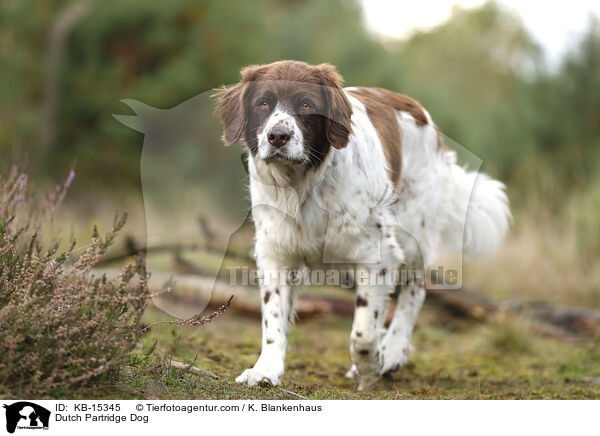 Dutch Partridge Dog / KB-15345