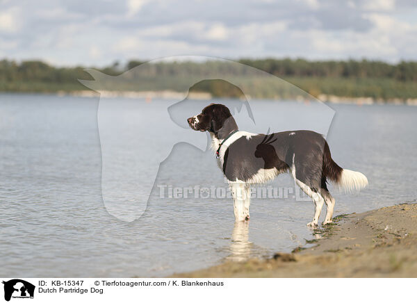 Dutch Partridge Dog / KB-15347