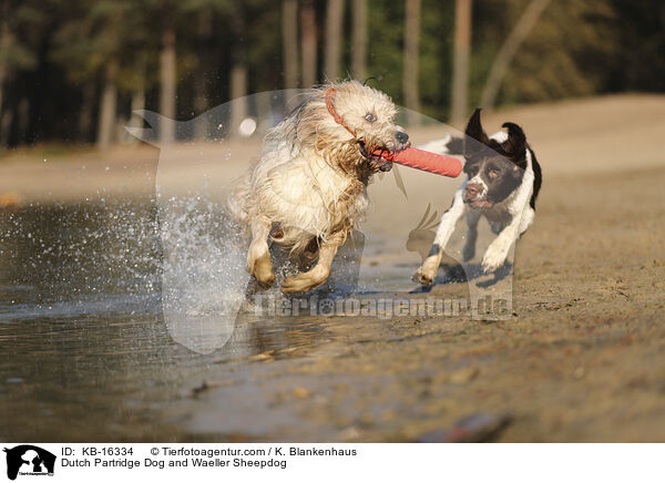 Drentsche Patrijshund und Wäller / Dutch Partridge Dog and Waeller Sheepdog / KB-16334