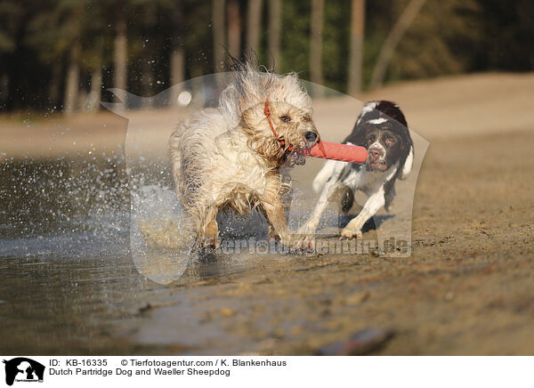 Dutch Partridge Dog and Waeller Sheepdog / KB-16335
