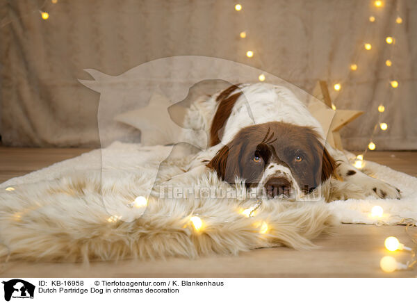 Drentsche Patrijshund in Weihnachtsdeko / Dutch Partridge Dog in christmas decoration / KB-16958