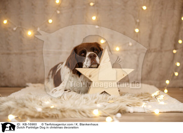 Drentsche Patrijshund in Weihnachtsdeko / Dutch Partridge Dog in christmas decoration / KB-16960