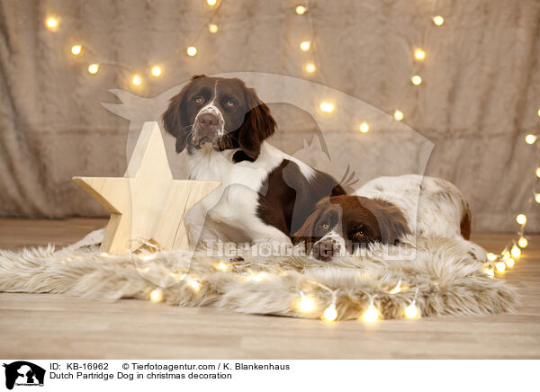 Drentsche Patrijshund in Weihnachtsdeko / Dutch Partridge Dog in christmas decoration / KB-16962