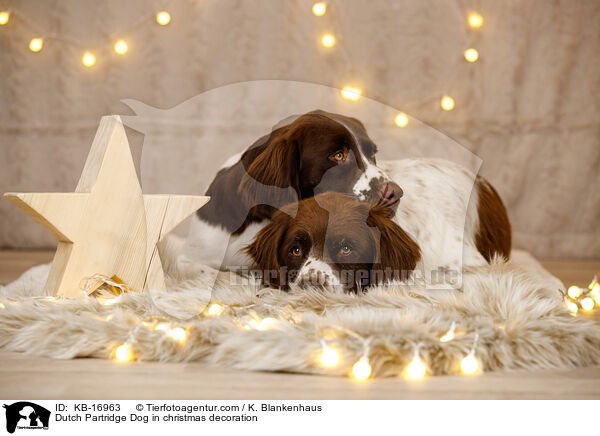 Drentsche Patrijshund in Weihnachtsdeko / Dutch Partridge Dog in christmas decoration / KB-16963