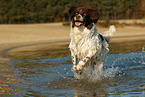 running Dutch partridge dog