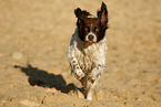 running Dutch partridge dog