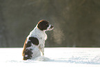 sitting Dutch Partridge Dog