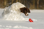 running Dutch Partridge Dog