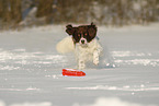 running Dutch Partridge Dog