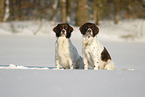 Dutch Partridge Dogs in the snow