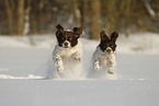 Dutch Partridge Dogs in the snow