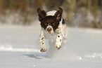 running Dutch Partridge Dog