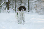 standing Dutch Partridge Dog