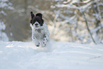 running Dutch Partridge Dog