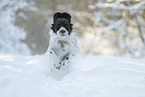 running Dutch Partridge Dog