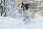 running Dutch Partridge Dog