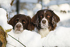 Dutch Partridge Dogs portrait