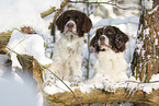 Dutch Partridge Dogs