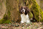 lying Dutch Partridge Dog