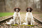 2 Dutch Partridge Dogs
