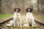 2 Dutch Partridge Dogs
