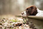 Dutch Partridge Dog Portrait
