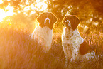 2 Dutch partridge dogs