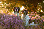2 Dutch partridge dogs