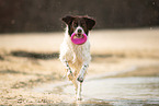 running Dutch partridge dog