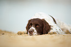 lying Dutch partridge dog