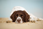 lying Dutch partridge dog
