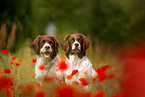 2 Dutch partridge dogs