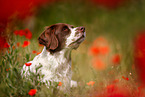 Dutch partridge dog portrait