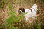 retrieving Dutch partridge dog