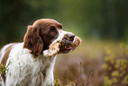 retrieving Dutch partridge dog