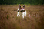 retrieving Dutch partridge dog
