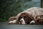 lying Dutch partridge dog