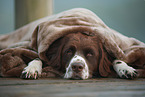 lying Dutch partridge dog