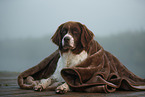 Dutch partridge dog in the fog